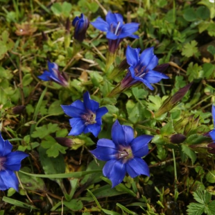 Gentiana primuloides